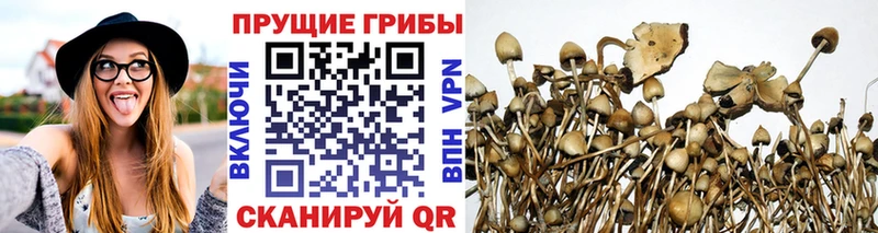 наркота  Глазов  Псилоцибиновые грибы Psilocybine cubensis 